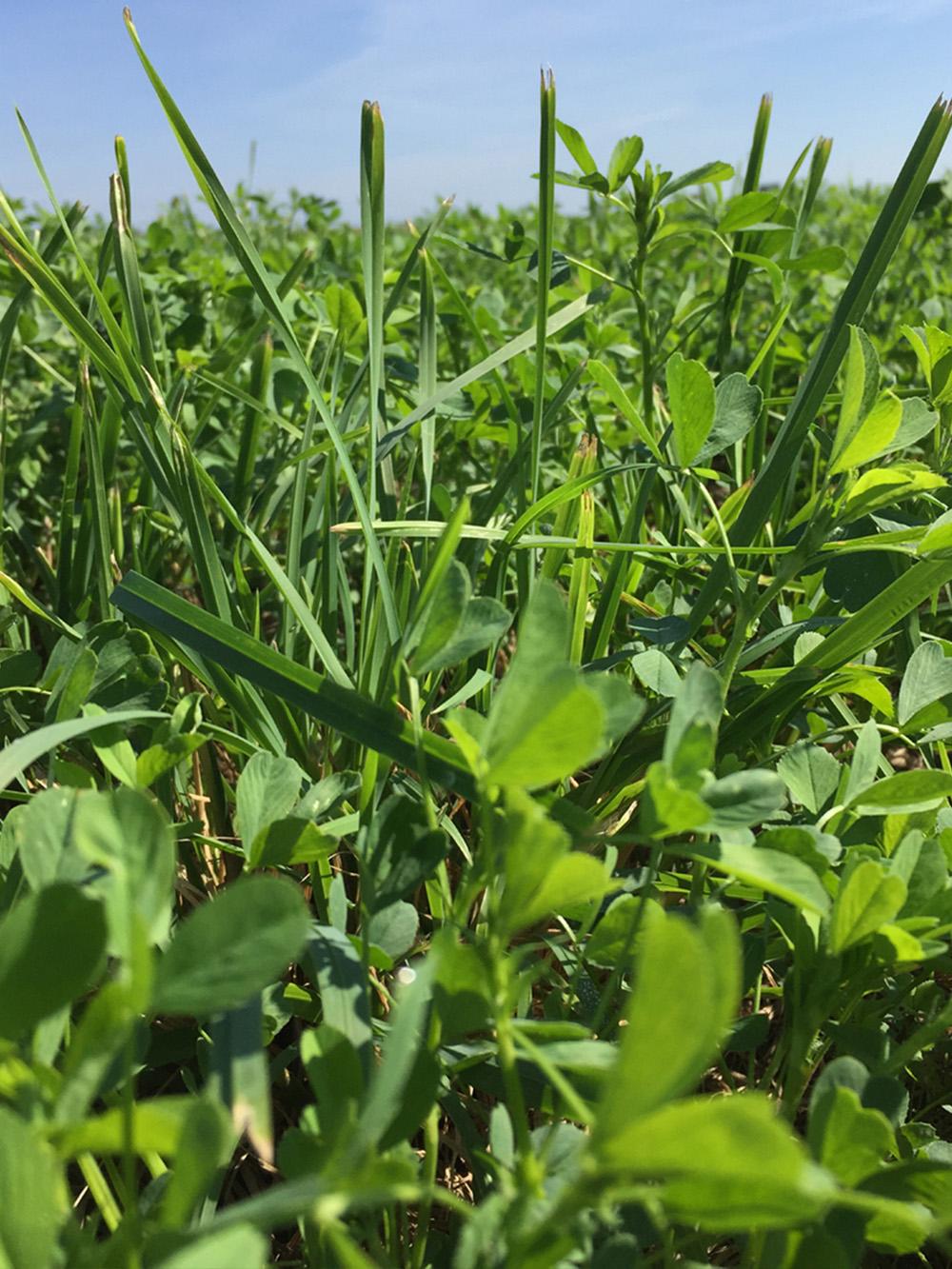 FM 177 Alfalfa Mix